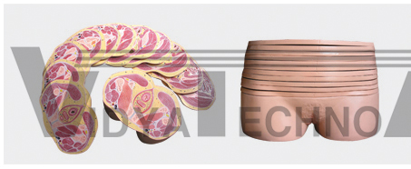 The dissection model of female pelvis transection layer